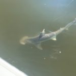 Bonnethead shark coastal georgia