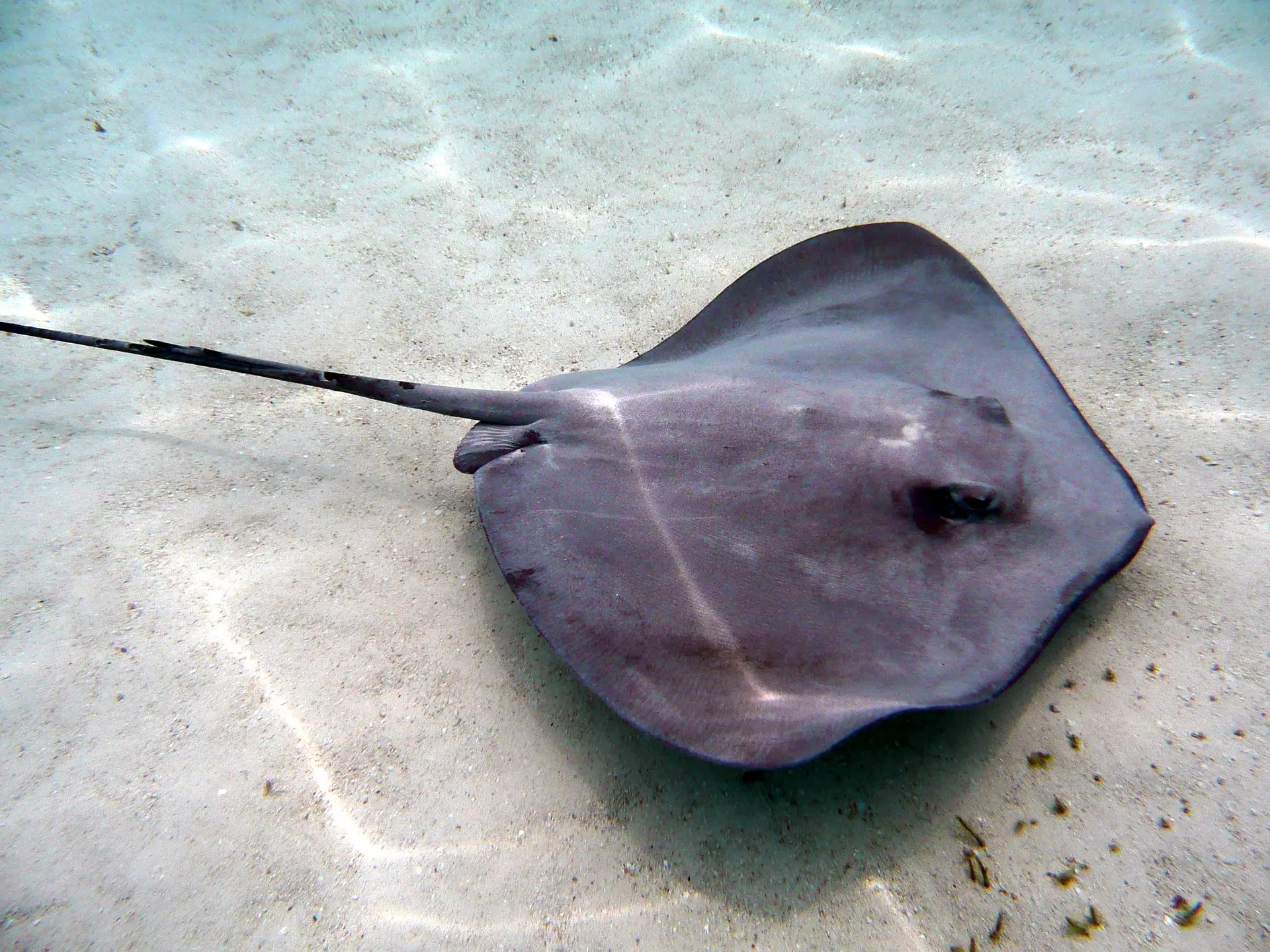 A stingray swimming in clear water
