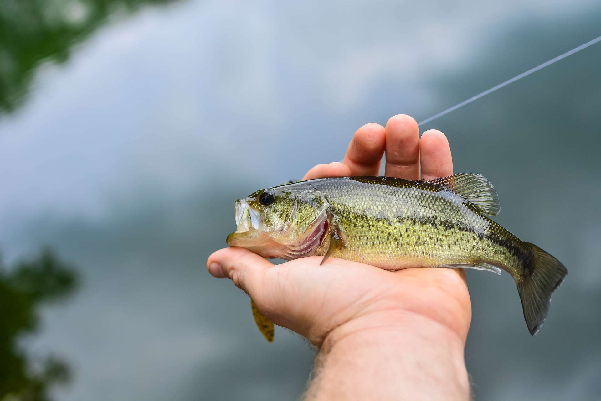 fishing-charter-near-me-lake-norman-anchors-up-carolina