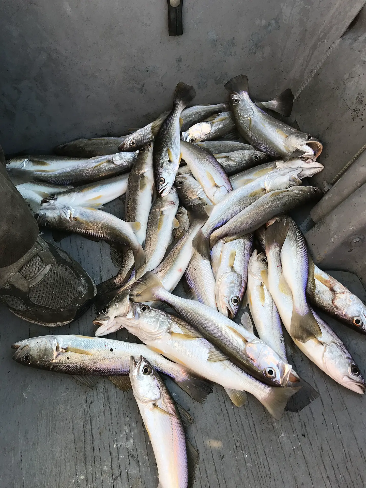 Speckled trout on the deck of a fishing boat
