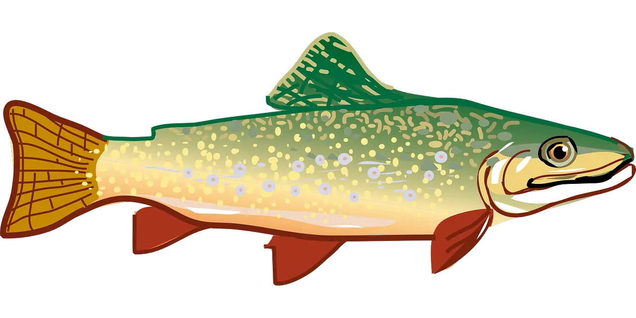 A drawing of a trout
