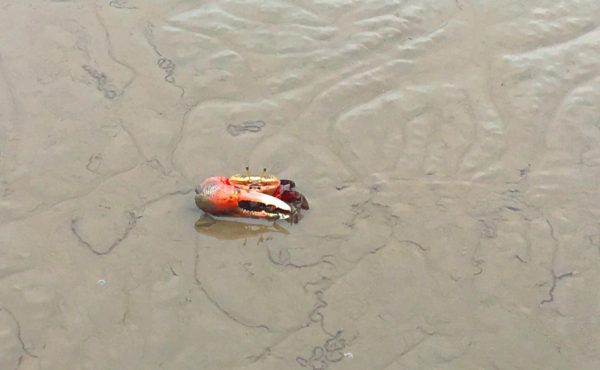 A fiddler crab on a water soaked beach