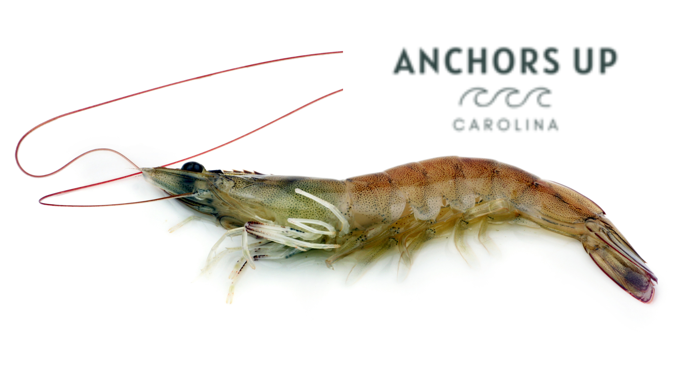 How To Bait Live Shrimp: Two Effective Methods - Anchors Up Carolina