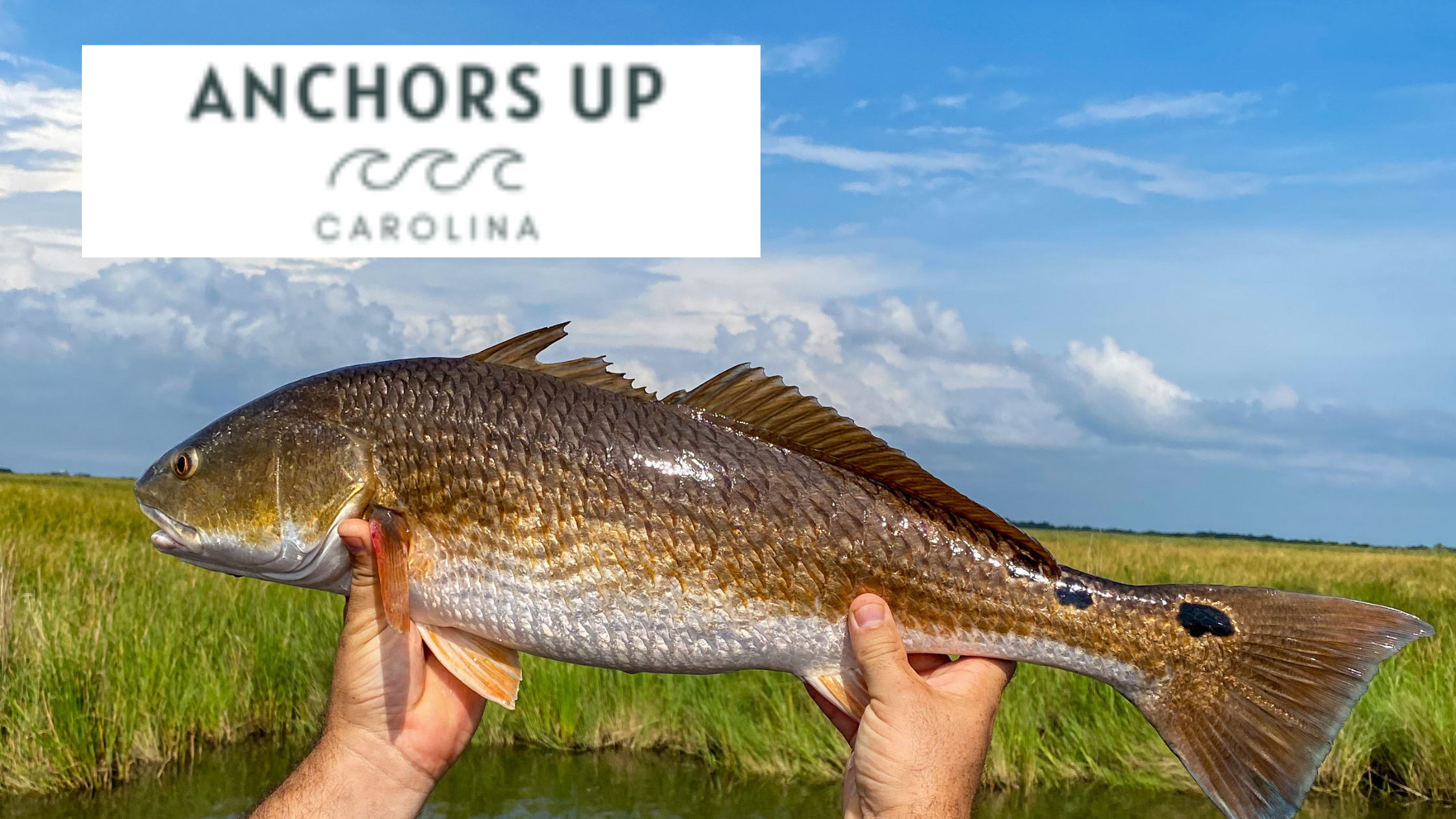 savannah-georgia-fish-most-common-types-of-inshore-fish-anchors-up